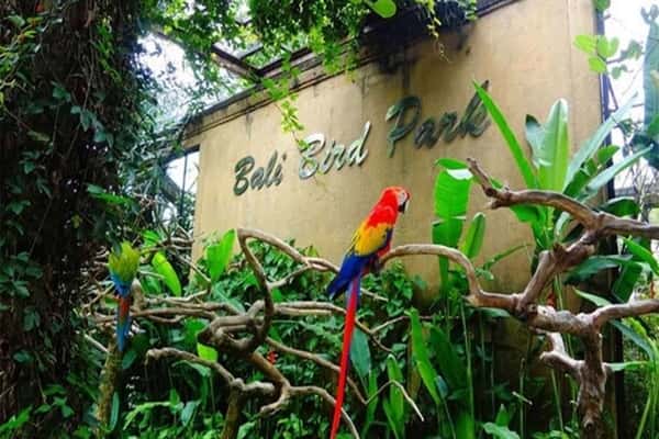 Menjelajahi Dunia Burung di Bali Bird Park